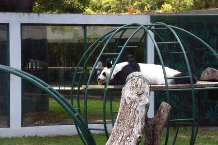 20060423_panda.JPG