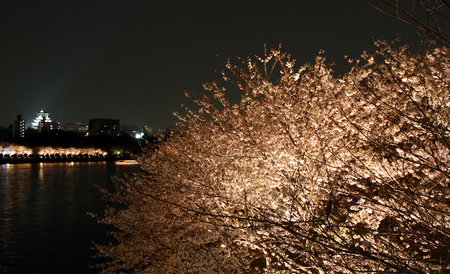 20060608_sakura.jpg